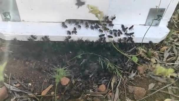 Gros Plan Montre Groupe Abeilles Entrant Dans Une Maison Abeilles — Video