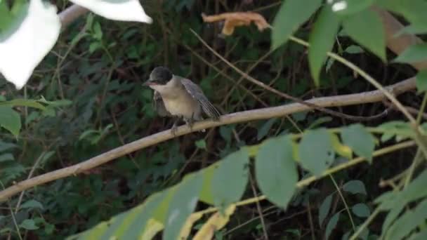 Jonge Azure Gevleugelde Ekster Vogel Neergestreken Boomtak Roepen Wildernis Breed — Stockvideo