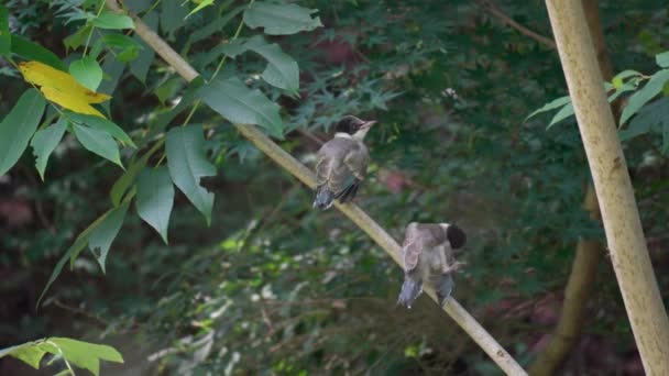 Pájaro Urraca Alas Azules Una Rama Bosque Seúl Corea Del — Vídeos de Stock