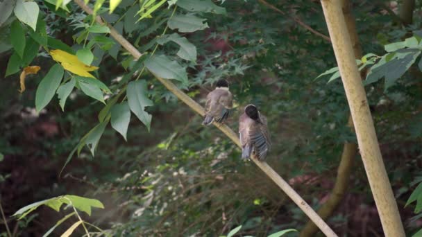 Dos Polluelos Pájaro Urraca Alas Azules Jóvenes Posados Una Rama — Vídeos de Stock