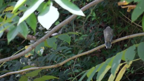 Hungry Azure Winged Magpie Bird Cyanopica Cyanus Fledgling Calling Mother — Stock Video