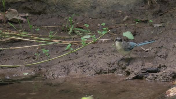 Păsări Magpie Aripi Azure Cyanopica Cyanus Stând Într Noroi Lângă — Videoclip de stoc