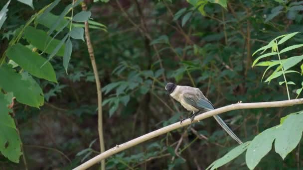 Чарівник Лазуровим Крилом Cyanopica Cyanus Сидить Гілці Відкриває Дзьоб Стрибає — стокове відео