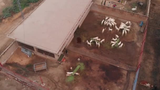 シンドの動物園のドローン撮影 ヤギが農場で草を食べているのが見える ヤギ乳乳製品の工業生産のための農場畜産業 — ストック動画