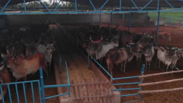 Tiro Panning Uma Empresa Animal Onde Poucos Touros Vacas São — Vídeo de Stock