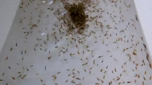 Stovky Tilapií Cichlid Baby Fish Fry Rybí Farmě Inkubační Nádrži — Stock video