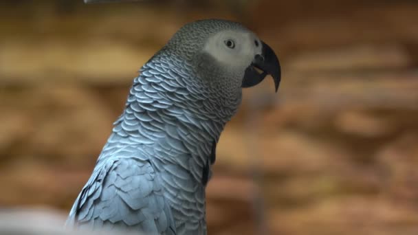 Extremt Närbild Afrikansk Grå Papegoja Psittacus Erithacus Med Mat Lagrad — Stockvideo