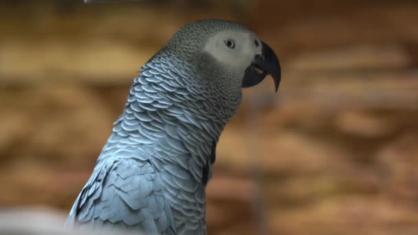 Extreem Close Shot Van Een Congo Afrikaanse Grijze Papegaai Psittacus — Stockvideo