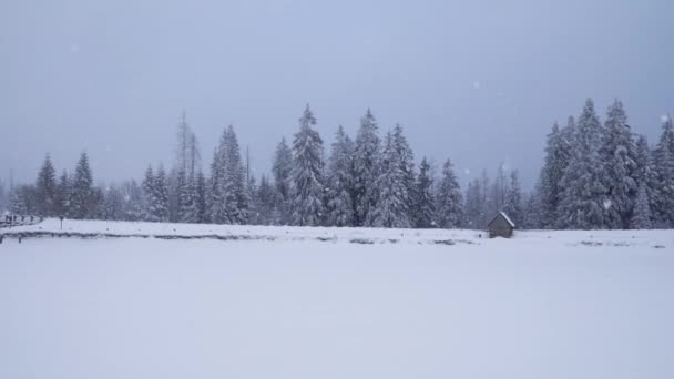 Gran Lago Congelado Entre Coníferas Cubiertas Nieve Con Las Altas — Vídeos de Stock