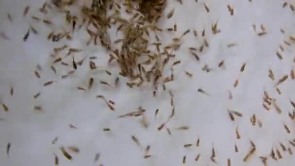 Baby Fish Fry Hatched Swimming Swirling Water Local Community Run — Stock Video