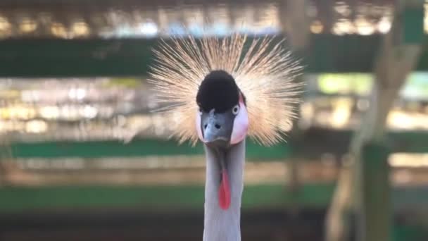 Meraklı Gri Taçlı Vinç Uzun Sıska Boyunlu Balearica Regulorum Boğaz — Stok video