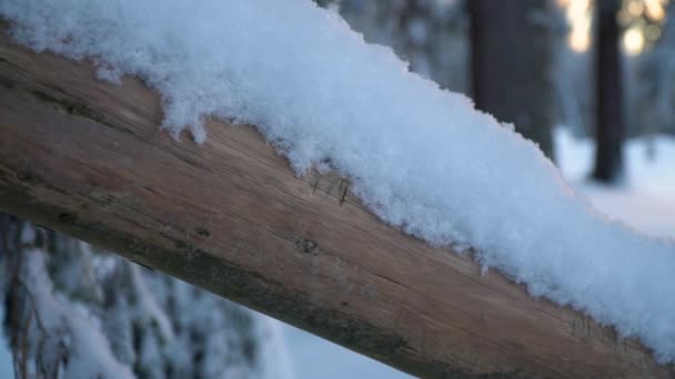ドイツのハルツ山の雪に覆われたログ 寒い冬の森を通して輝く暖かい日差し — ストック動画