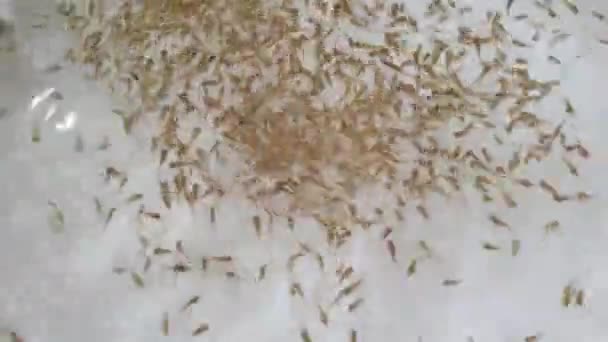 Peixes Tropicais Tilápia Cichlid Natação Rodopiando Água Corrente Incubatório Piscicultura — Vídeo de Stock