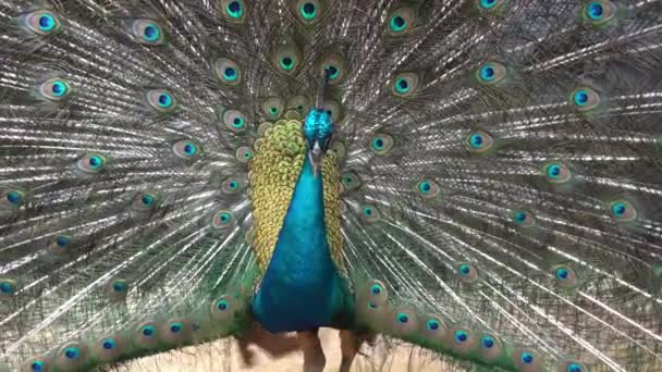 鳥の楽園 野生動物保護区公園で仲間を引き付けるために美しい虹色の羽を表示し エレガントな男性のインドの桃 パブクリステータス その尾を誇示し くすくす — ストック動画