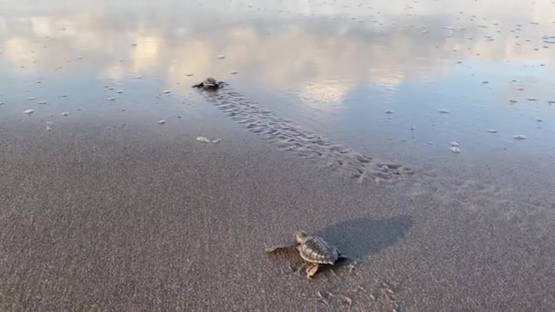 Żółwie Lub Wylęgarnie Spacerujące Wybrzeżu Pelangi Bantul Yogyakarta Zwierzę Powróci — Wideo stockowe