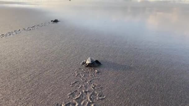 Babyschildpadden Jongen Die Wandelen Aan Kust Van Pelangi Bantul Yogyakarta — Stockvideo