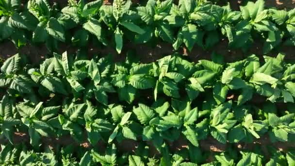 タバコの植物の上に空中 夏の日差しの中で緑の葉は 風に吹いている タバコ喫煙産業 — ストック動画