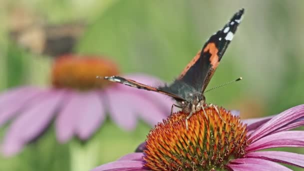 Twee Rode Admiraal Vlinders Zuigen Paarse Coneflower Voor Nectar Close — Stockvideo