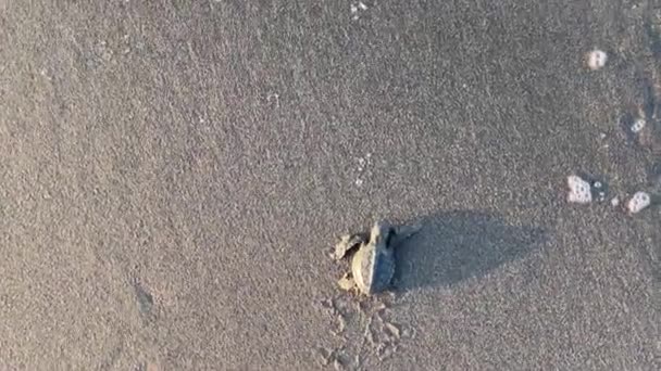 Baby Turtles Hatchlings Walking Coast Pelangi Bantul Yogyakarta Animal Return — Stock Video