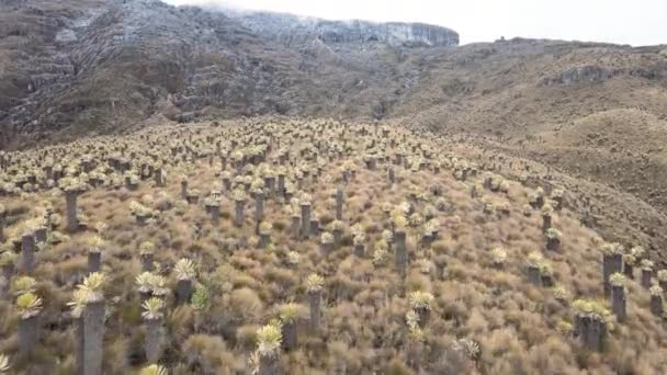 Parque Los Nevados Kolumbia Csodálatos Tájai — Stock videók