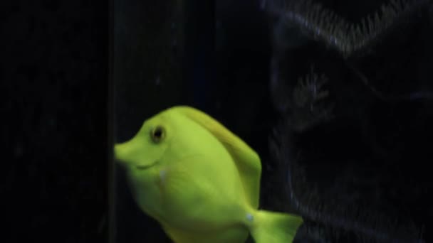 Yellow Tang Fish Nadando Cerca Otros Peces Tropicales Uno Los — Vídeo de stock