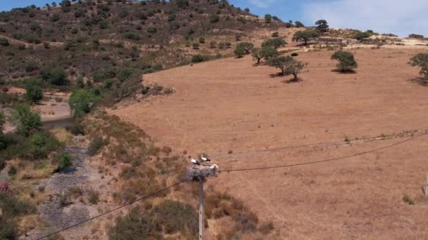 Aerial Mendekati Dua Bangau Sarang Atas Tiang Pencahayaan Lanskap Pedesaan — Stok Video