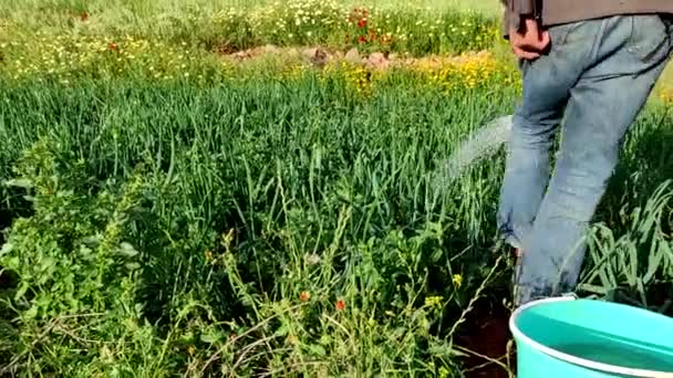 Człowiek Podlewa Doniczkę Cebuli Zieloną Puszką Maroko — Wideo stockowe
