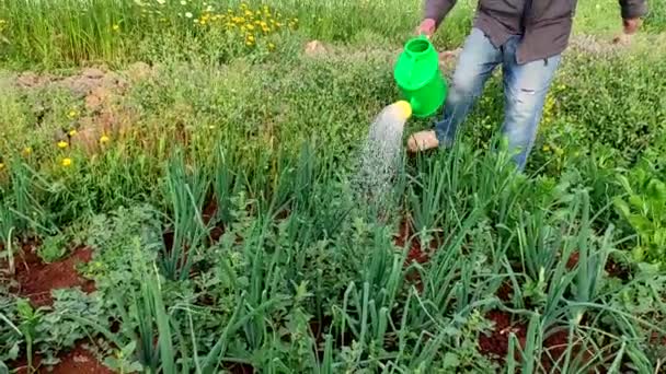 男は緑の散水缶でタマネギ盆地に水をやる モロッコ — ストック動画