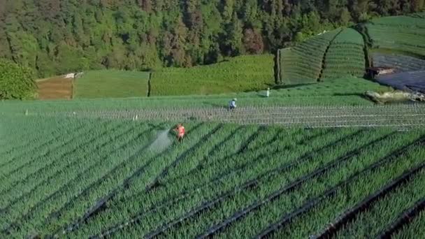 Grupa Pracowników Rolnych Spryskujących Pestycydami Zwierzęta Owady Plantacji Azji Strzał — Wideo stockowe