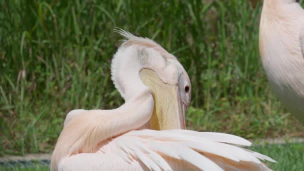 Wschodni Biały Pelikan Czyści Pióra Dziobem Trawiastej Łące — Wideo stockowe