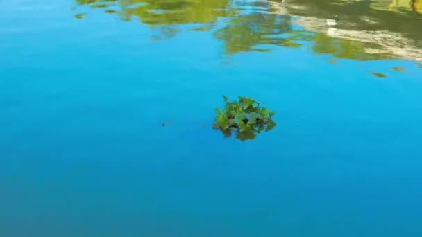 Water Hyacinth Plant Floating Pond — Stock Video