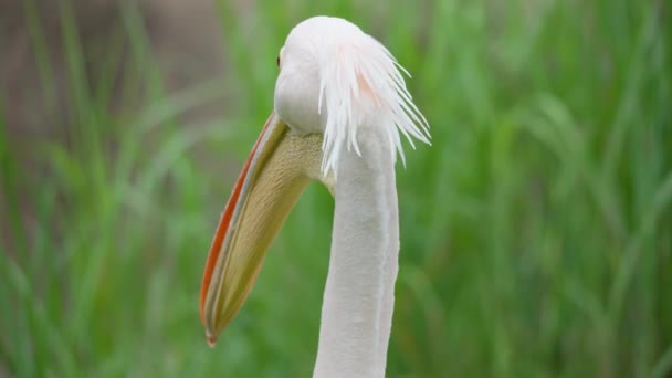 Nahaufnahme Eines Östlichen Weißpelikans Der Sich Seoul Grand Park Zoo — Stockvideo