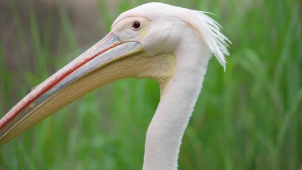 Vista Laterale Head Close Pelican Bianco Orientale Contro Erba Verde — Video Stock