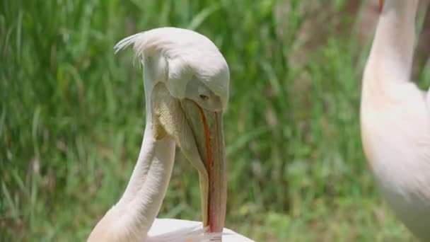 Східно Білий Пелікан Очищає Крила — стокове відео