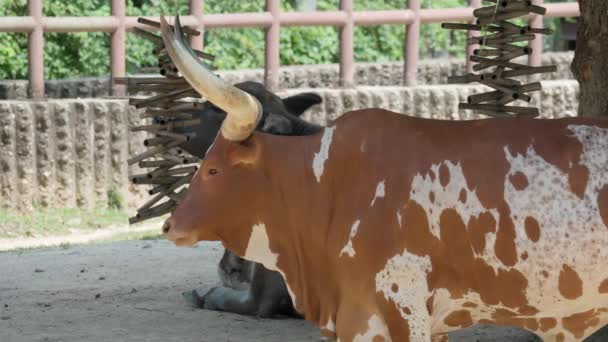 Krowa Ankole Watusi Farmie American Cattle Rasa Strzał Środkowy — Wideo stockowe