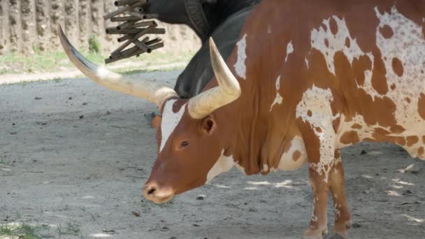 Ankole Watusi Tehén Farmon Amerikai Szarvasmarha Fajta Közelkép — Stock videók