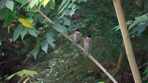 Dois Pássaros Magpie Asas Azuis Ramo — Vídeo de Stock