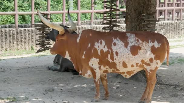 Seul Grand Park Hayvanat Bahçesinde Ankole Watusi Neği Güney Kore — Stok video