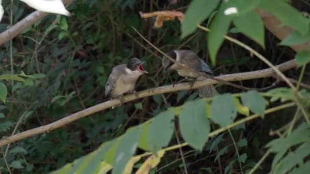 Llorando Hambriento Pájaro Urraca Alas Azules Flor Con Madre Adulta — Vídeos de Stock