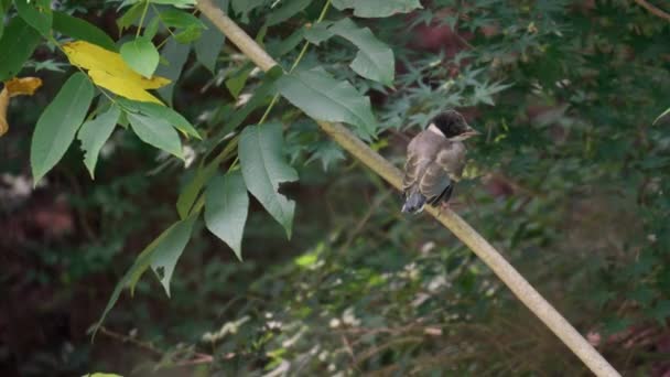 Urraca Alas Azules Cyanopica Cyanus Joven Encaramado Una Rama Árbol — Vídeo de stock