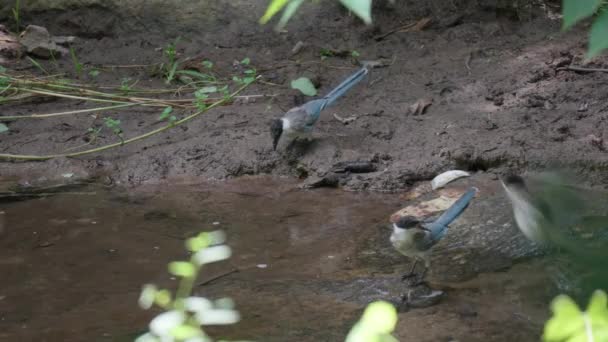 韓国ソウルの森の中の浅い小川からのAzure翼のカササギ鳥 Cyanopica Cyanus の群れ入浴と飲料水 — ストック動画