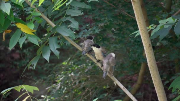 Adulte Azurflügelelster Cyanopica Cyanus Mutter Mit Zwei Jungvögeln Hockt Auf — Stockvideo