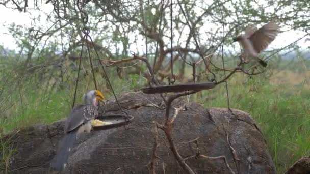 Pássaro Hornbill Faturado Amarelo Sul — Vídeo de Stock