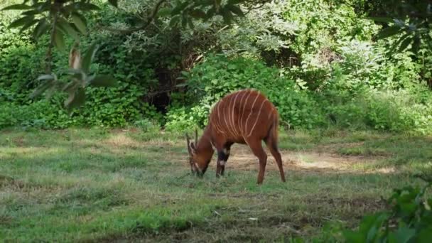 Wschodnia Góra Bongo Karmienie Zoo — Wideo stockowe