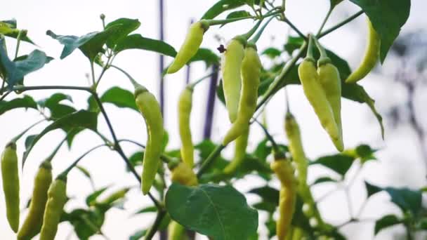 Capsicum Frutescens Närbild Video Grön Chili — Stockvideo