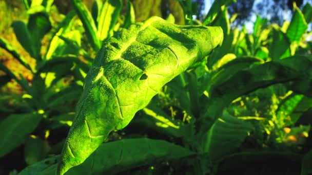 Plante Tabac Dans Plantation Matin Avec Rayon Soleil Nicotiana Tabacum — Video