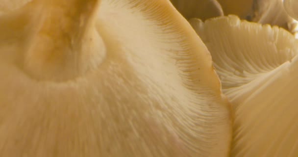 Macro Shot Champignons Huîtres — Video