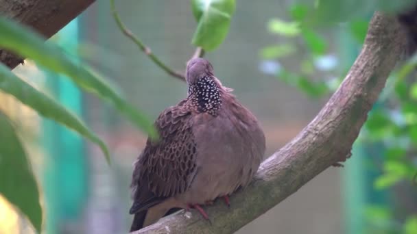 Benekli Yaban Güvercini Streptopelia Chinensis Ağaç Dalına Tünemiş Kahverengi Tüylerini — Stok video