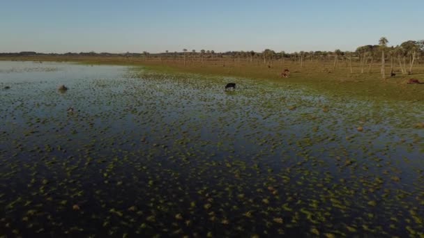 乌拉圭东岸地区乌拉圭东岸地区黑牛的空中无人驾驶飞机 — 图库视频影像