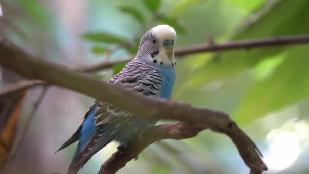 Curioso Periquito Común Periquito Melopsittacus Undulatus Posado Todavía Rama Del — Vídeos de Stock